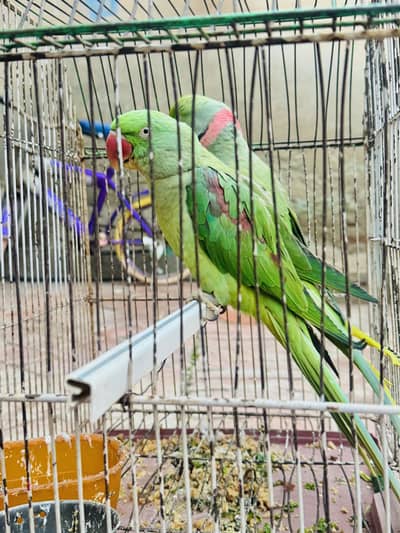 Raw Parrots pair for sale