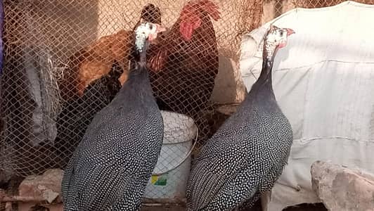 Guinea Fowl Teetrian