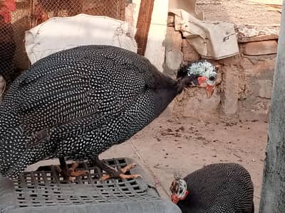 Guinea Fowl Teetrian