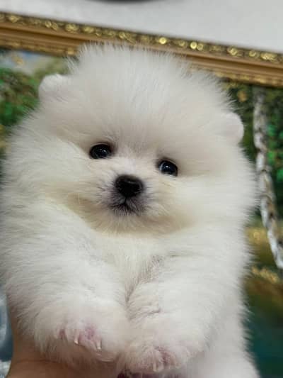IMPORTED POMERANIAN PUPPIES ARE AVAILABLE FOR SALE