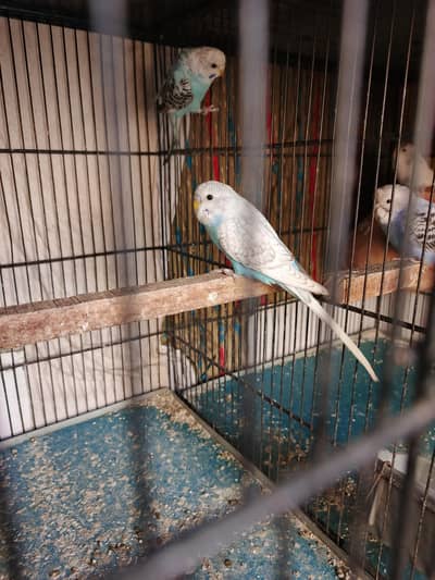Dun Budgie Clear Wing