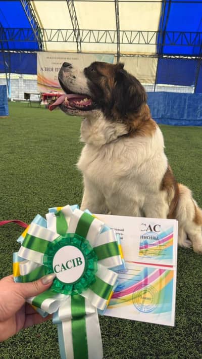 imported Moscow washdog puppy available for sale