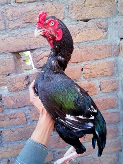 High quality Mushka patha Forsale