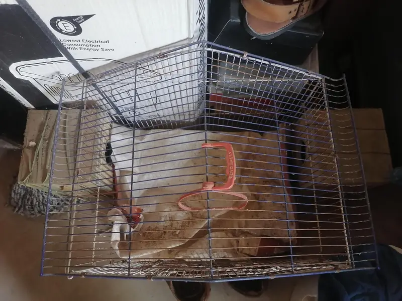 birds cage — photo 3