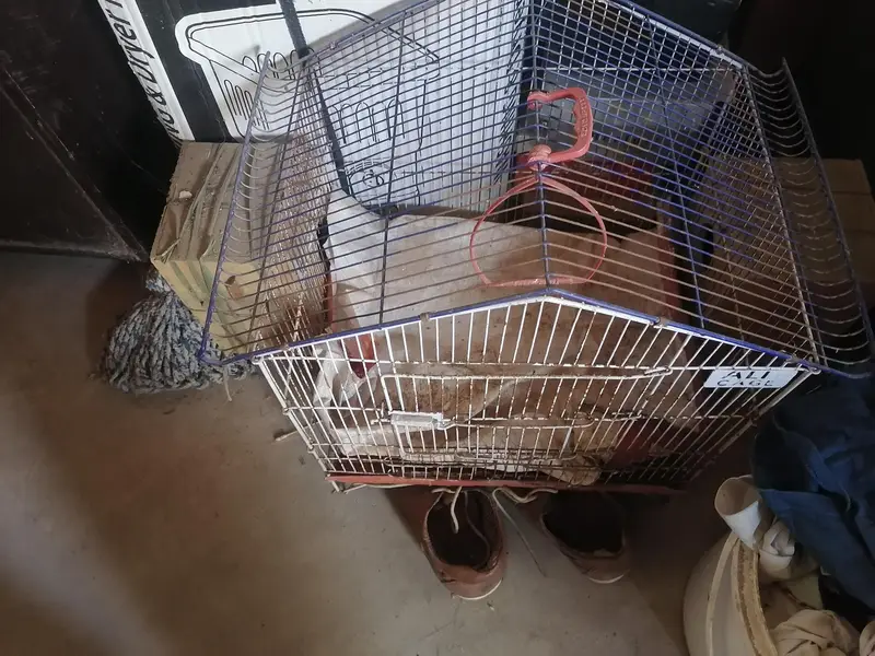 birds cage — photo 4