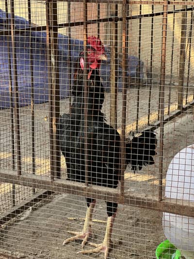 2 Aseel rooster for sale