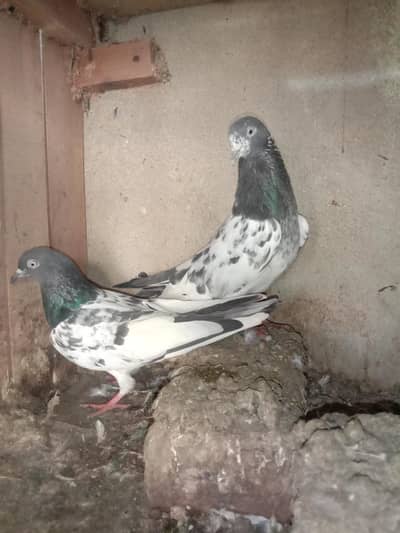 setup for sale Whatsapp 03424479180