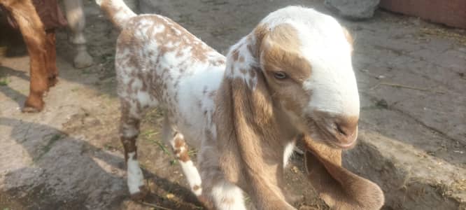 Beetal Bakri ki nasli path baby (goat babi)