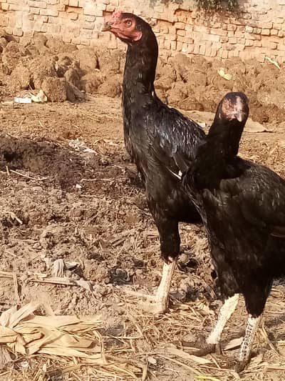 payor aseel murg 03226575976