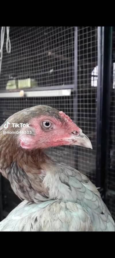 Salate colour female