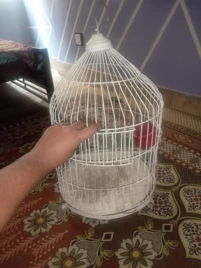 mitthu tota ka pinjra hai