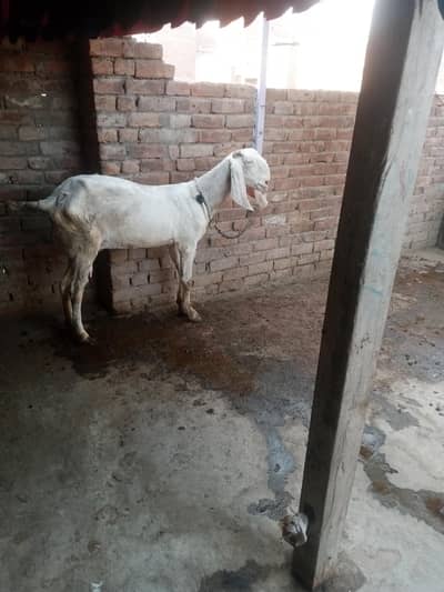 bakri plus bacha forsale