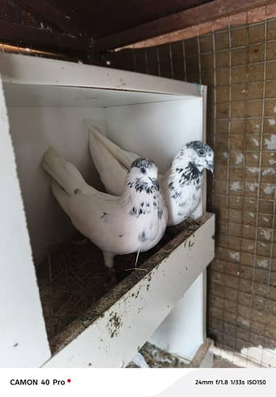 low flaying pigeons available