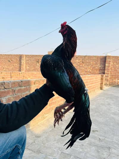 Long Height Pure Aseel Bloodline