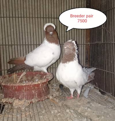 FANCY PIGEONS . frill back  owl . Nun pigeons