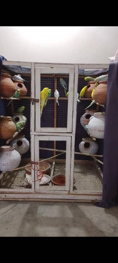 Australian rainbow budgies