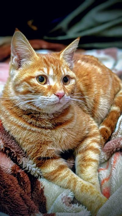 American breed female