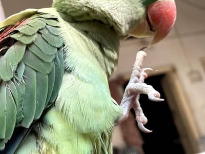 ghar ka pala hoa ha ready for breeding