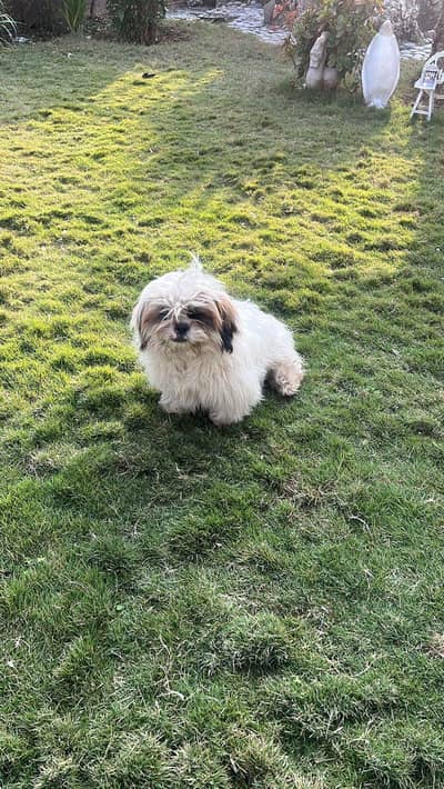 Shihtzu male female puppies available for sale