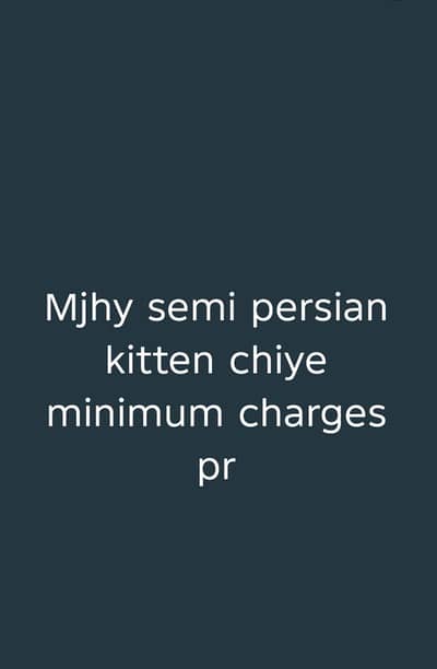 I need semi Persian kittens