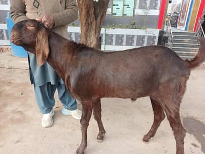 Aber sari betal Breeder