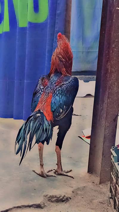 quality. bird availabl