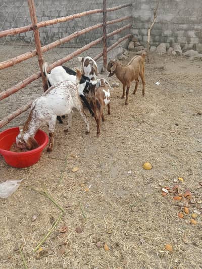 goats for sale