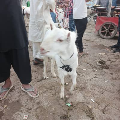 tedda breeder 2 dant