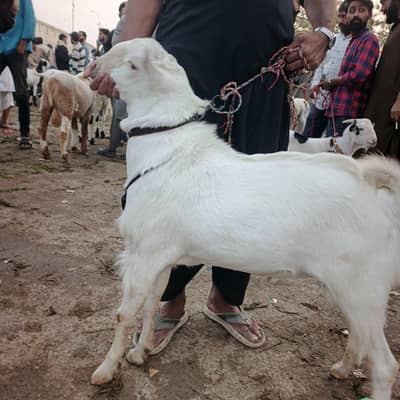 tedda breeder 2 dant