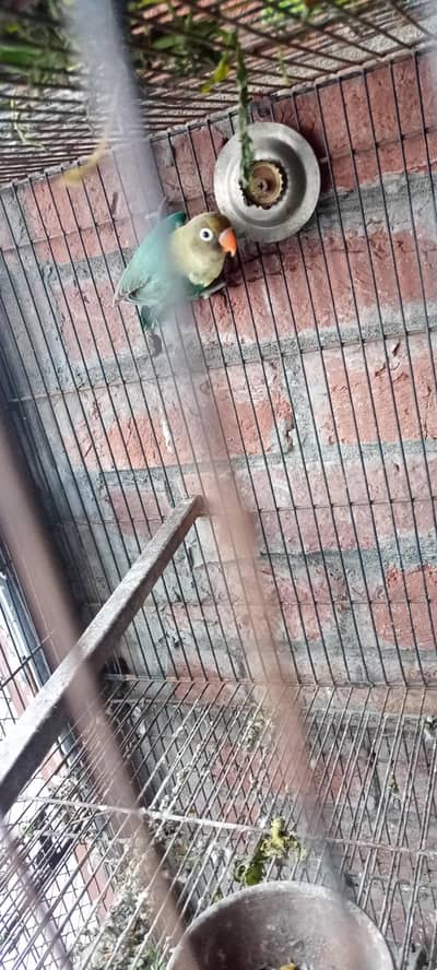 love bird breeder pair