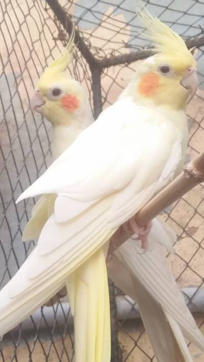Cockatiel Common White Red Eyes