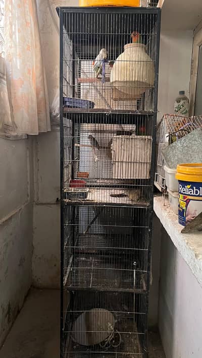 cage with love birds for sell