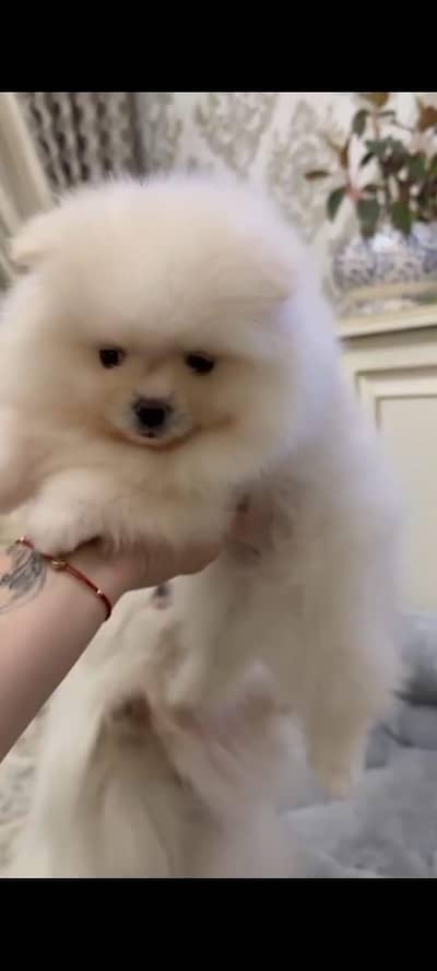 IMPORTED POMERANIAN PUPPIES ARE AVAILABLE FOR SALE