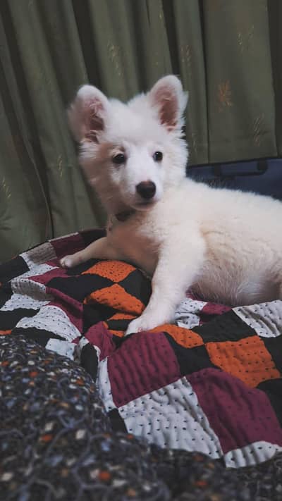 Russian male puppy ready for new home 