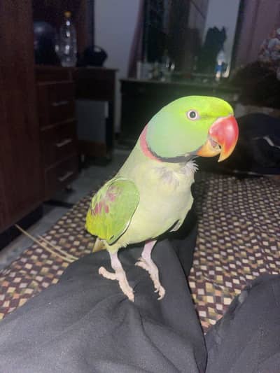 Raw parrot for sale