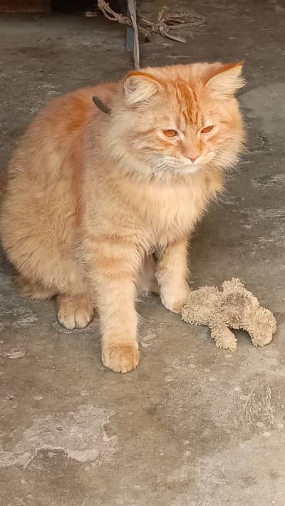 Healthy Persian Cat for Sale