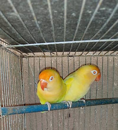 top quality creamino fishri  breedar pair