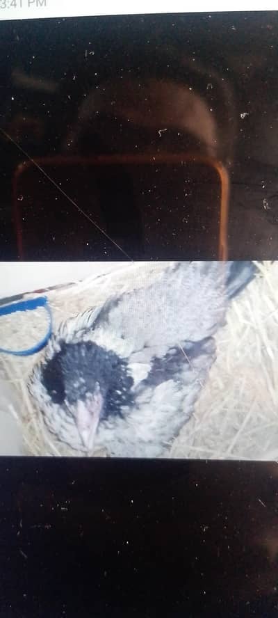 kurak murgiya 4din she kurak he 03217043818 Whatsapp only call