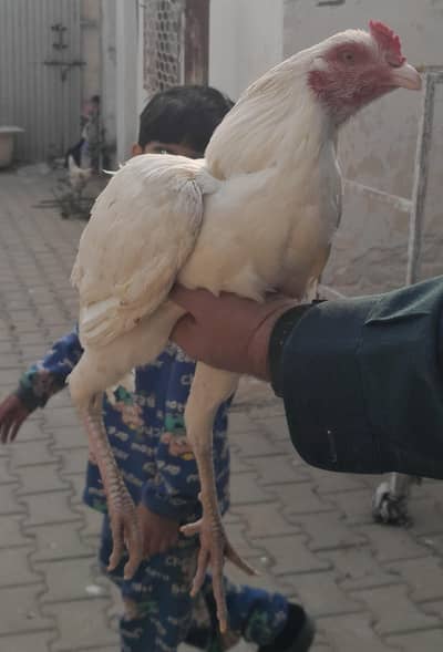 White and Black Aseel patha