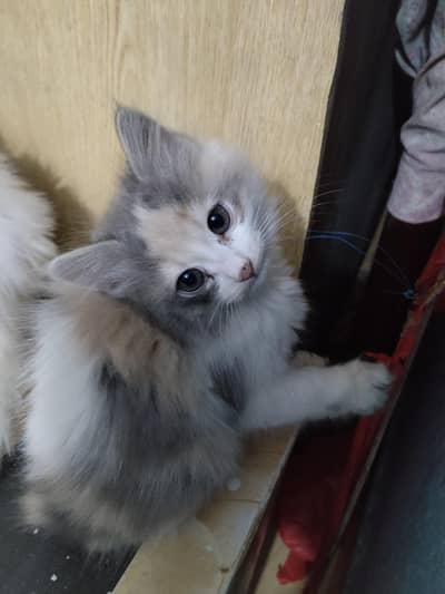 Persian Kittens for Sale – 2.5 Months Old (Male & Female) Sheikhupura