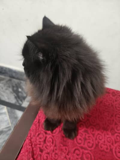 dark brown triple coat hair