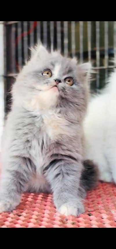 Quality Persian Punch face cat & kitten is03062848895Whatsapp