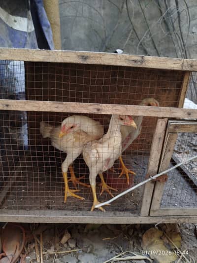 White Shamo | Aseel Shamo | O Shamo | King Shamo | Chicks | Hen | Egg