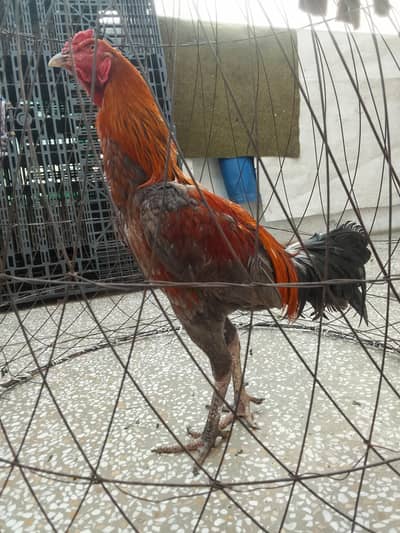 shamo aseel for sale loc Lahore saddar cantt only whatsapp 03234264182