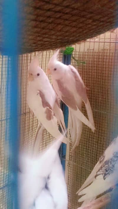 v pied adult pair. . 0336.4306545.