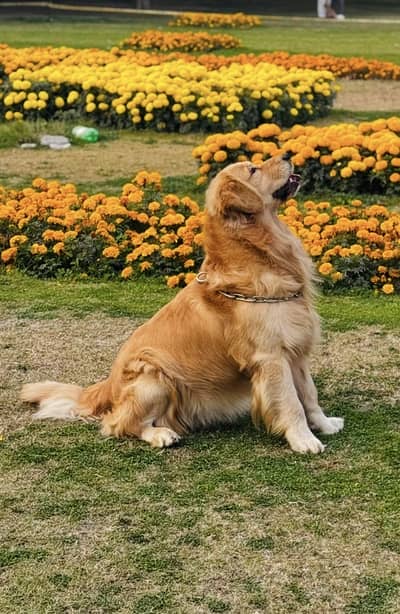 Golden retriever imported male FCI available for sale