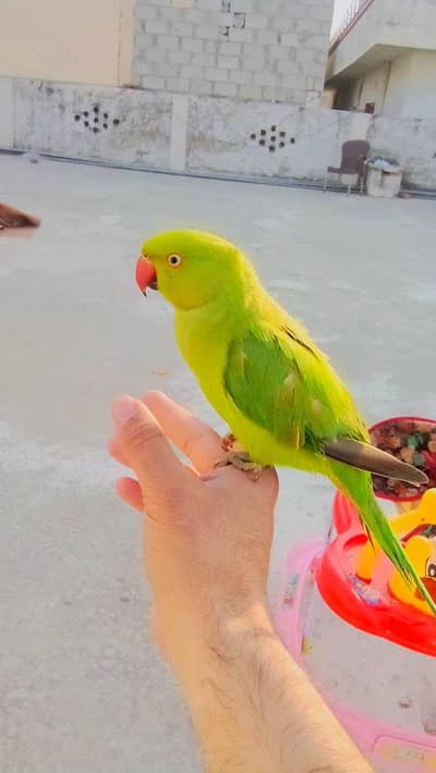 Green ringneck parrot handtame parrot
