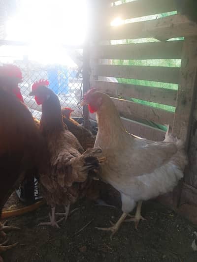 ghr k pali hoi murgiya ha