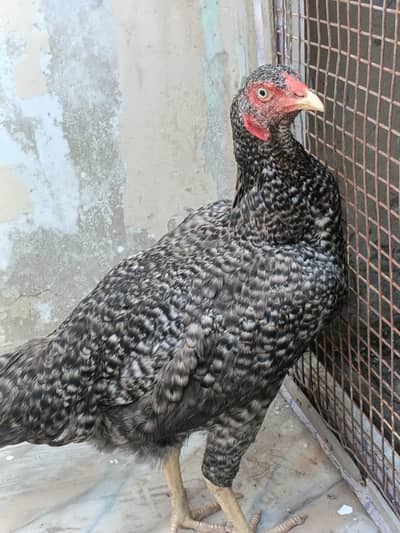 aseel murgi for sale