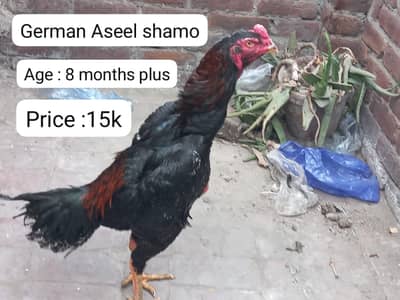 Aseel | sblack hamo | german shamo |o shamo | king shamo | lakha aseel